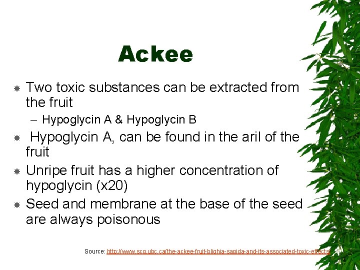 Ackee Two toxic substances can be extracted from the fruit – Hypoglycin A &