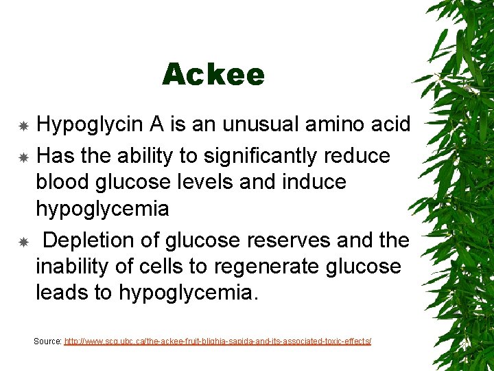 Ackee Hypoglycin A is an unusual amino acid Has the ability to significantly reduce