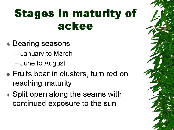 Stages in maturity of ackee Bearing seasons – January to March – June to