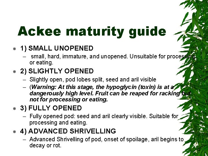 Ackee maturity guide 1) SMALL UNOPENED – small, hard, immature, and unopened. Unsuitable for