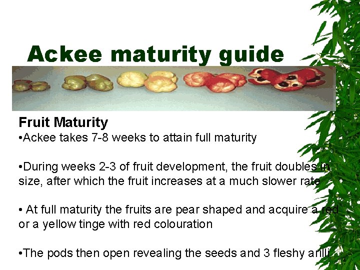 Ackee maturity guide Fruit Maturity • Ackee takes 7 -8 weeks to attain full