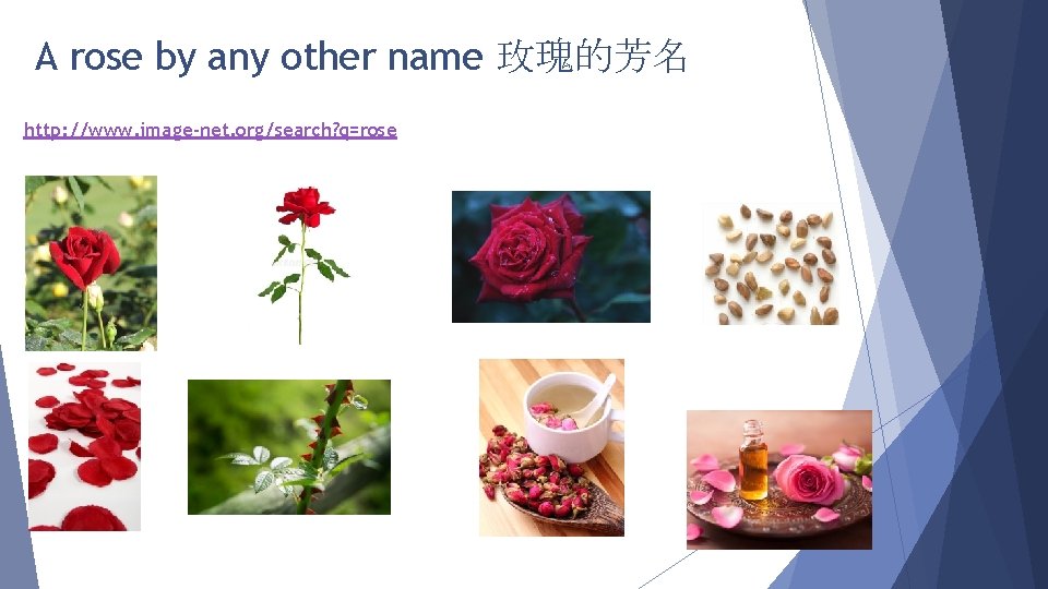 A rose by any other name 玫瑰的芳名 http: //www. image-net. org/search? q=rose 