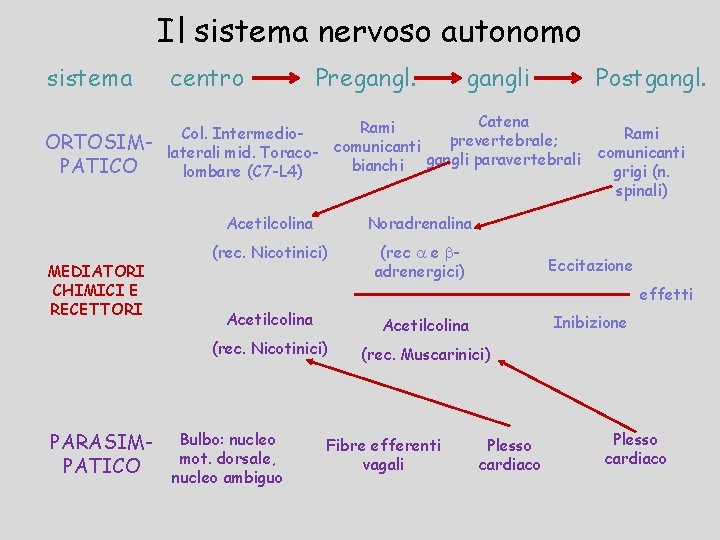 Il sistema nervoso autonomo sistema centro ORTOSIMPATICO Catena Rami Col. Intermedioprevertebrale; laterali mid. Toraco-