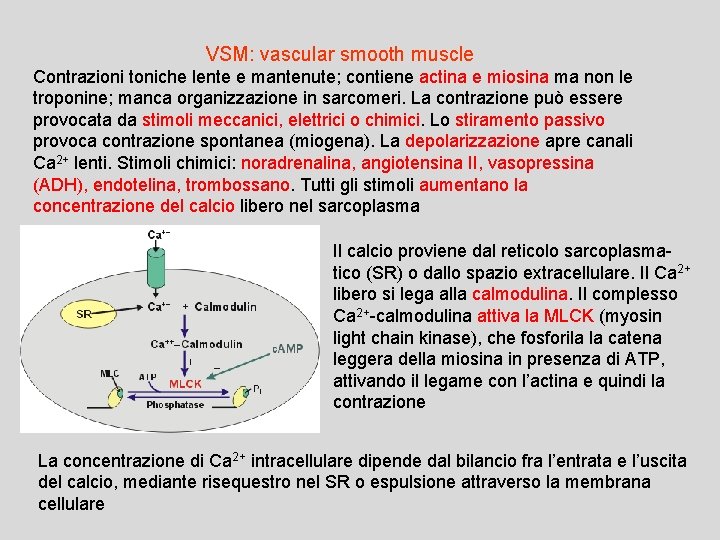 VSM: vascular smooth muscle Contrazioni toniche lente e mantenute; contiene actina e miosina ma