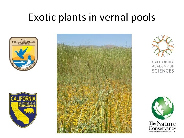 Exotic plants in vernal pools 10 