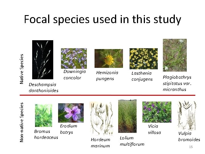 Non-native Species Native Species Focal species used in this study Downingia concolor Deschampsia danthonioides