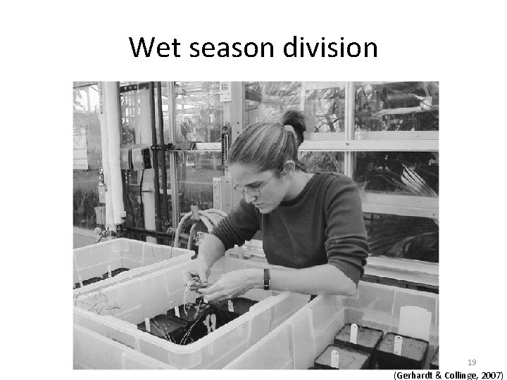 Wet season division 19 (Gerhardt & Collinge, 2007) 