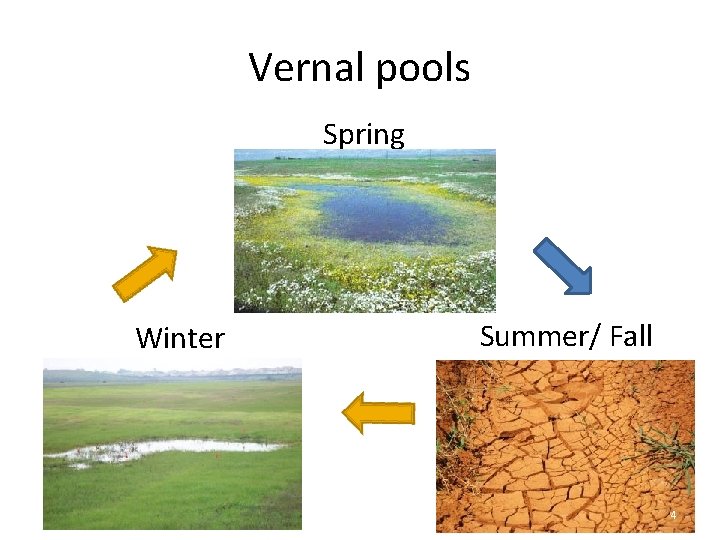 Vernal pools Spring Winter Summer/ Fall 4 