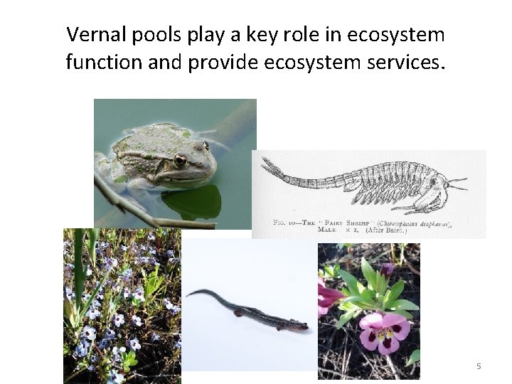 Vernal pools play a key role in ecosystem function and provide ecosystem services. 5