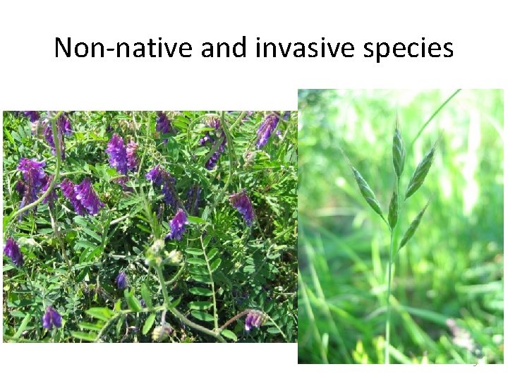 Non-native and invasive species 9 www. nps. gov 