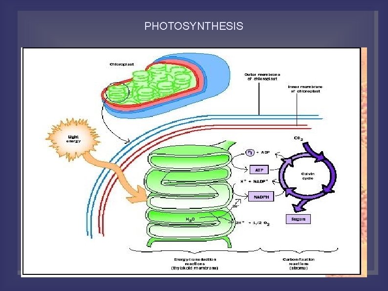 PHOTOSYNTHESIS 