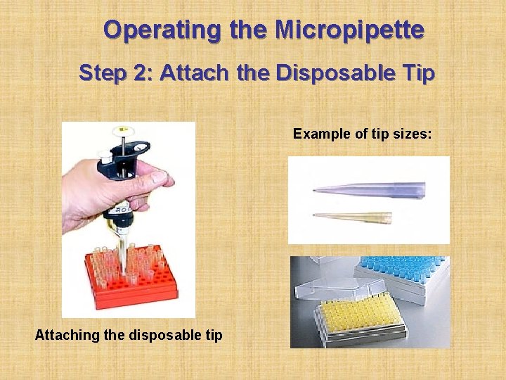 Operating the Micropipette Step 2: Attach the Disposable Tip Example of tip sizes: Attaching