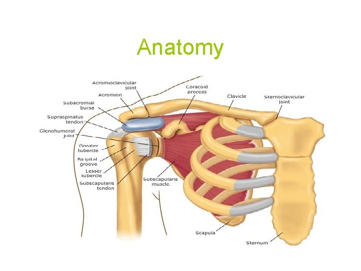 Anatomy 