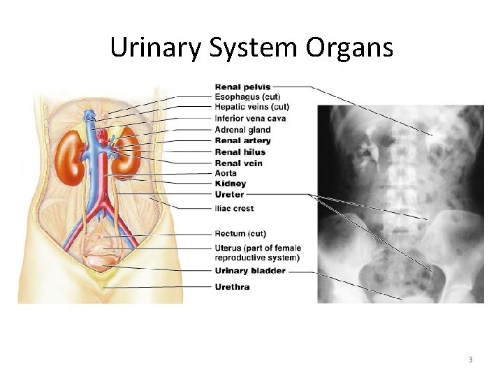 Urinary System Organs 3 