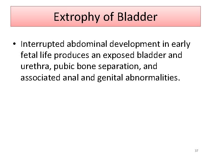 Extrophy of Bladder • Interrupted abdominal development in early fetal life produces an exposed