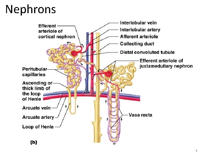 Nephrons 4 