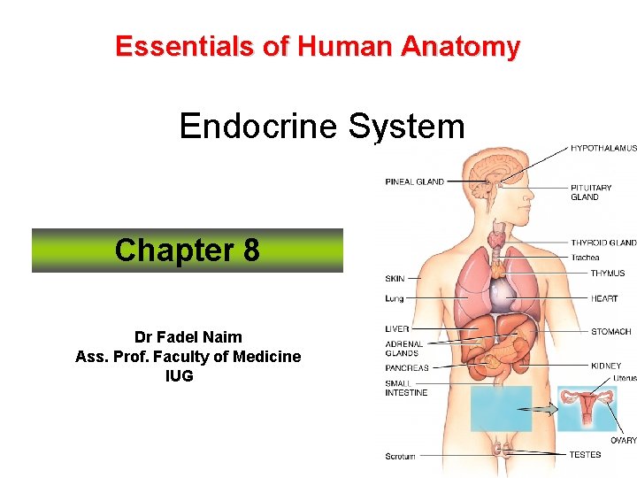 Essentials of Human Anatomy Endocrine System Chapter 8 Dr Fadel Naim Ass. Prof. Faculty