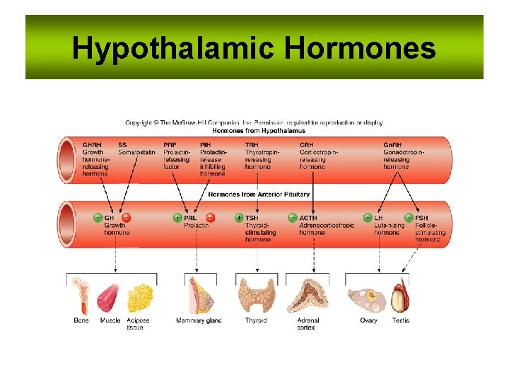 Hypothalamic Hormones 