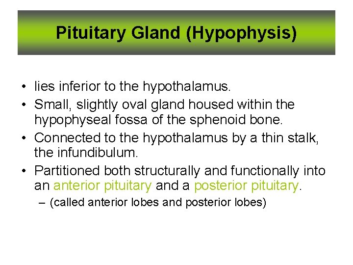 Pituitary Gland (Hypophysis) • lies inferior to the hypothalamus. • Small, slightly oval gland