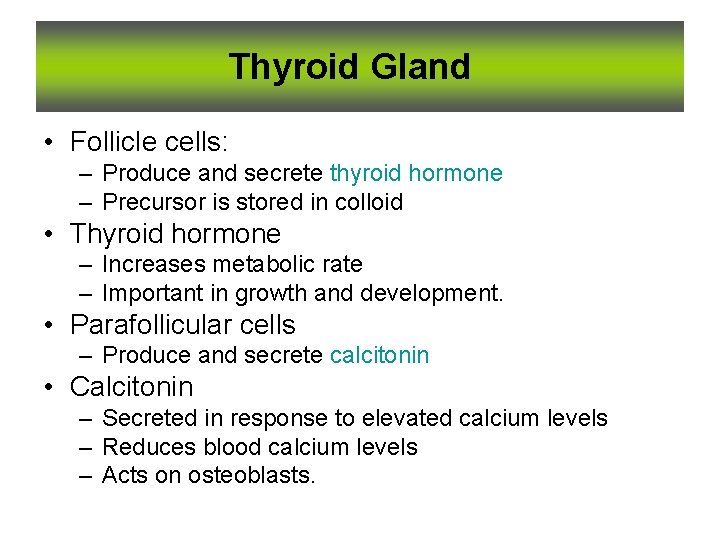 Thyroid Gland • Follicle cells: – Produce and secrete thyroid hormone – Precursor is