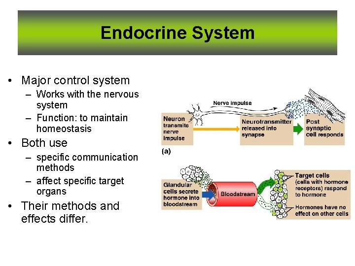 Endocrine System • Major control system – Works with the nervous system – Function: