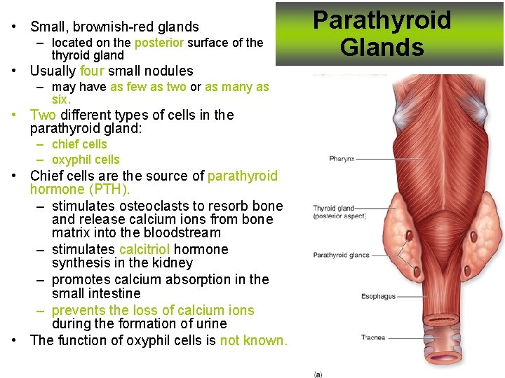  • Small, brownish-red glands – located on the posterior surface of the thyroid