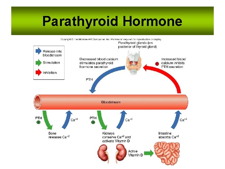 Parathyroid Hormone 