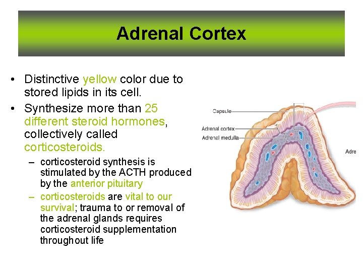 Adrenal Cortex • Distinctive yellow color due to stored lipids in its cell. •