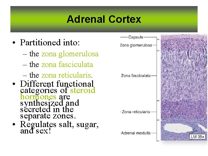 Adrenal Cortex • Partitioned into: – the zona glomerulosa – the zona fasciculata –