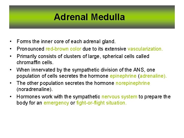 Adrenal Medulla • Forms the inner core of each adrenal gland. • Pronounced red-brown