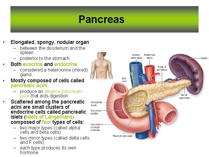 Pancreas • Elongated, spongy, nodular organ – between the duodenum and the spleen –