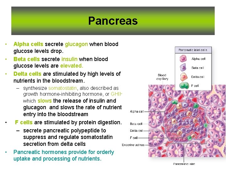 Pancreas • • • Alpha cells secrete glucagon when blood glucose levels drop. Beta