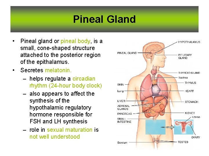 Pineal Gland • Pineal gland or pineal body, is a small, cone-shaped structure attached