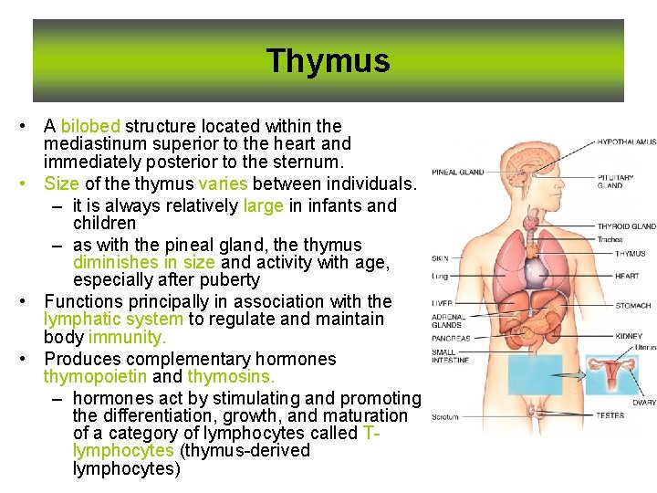 Thymus • A bilobed structure located within the mediastinum superior to the heart and