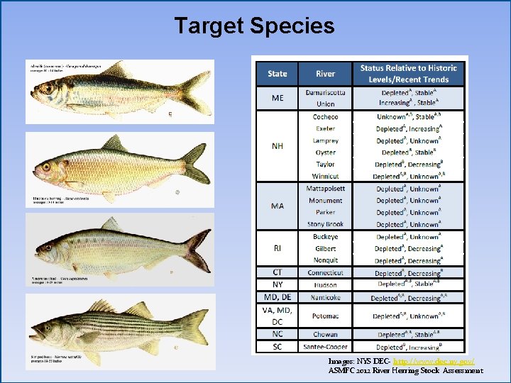 Target Species Images: NYS DEC- http: //www. dec. ny. gov/ ASMFC 2012 River Herring