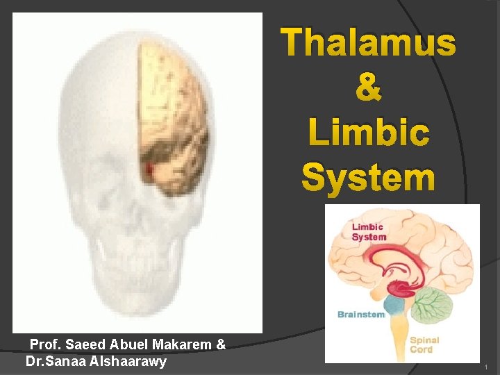 Thalamus & Limbic System Prof. Saeed Abuel Makarem & Dr. Sanaa Alshaarawy 1 