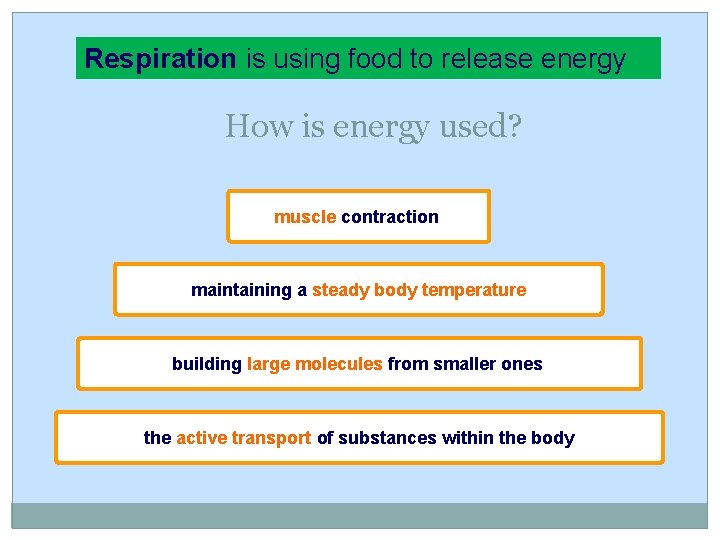 Respiration is using food to release energy How is energy used? muscle contraction maintaining Respiration is using food to release energy How is energy used? muscle contraction maintaining