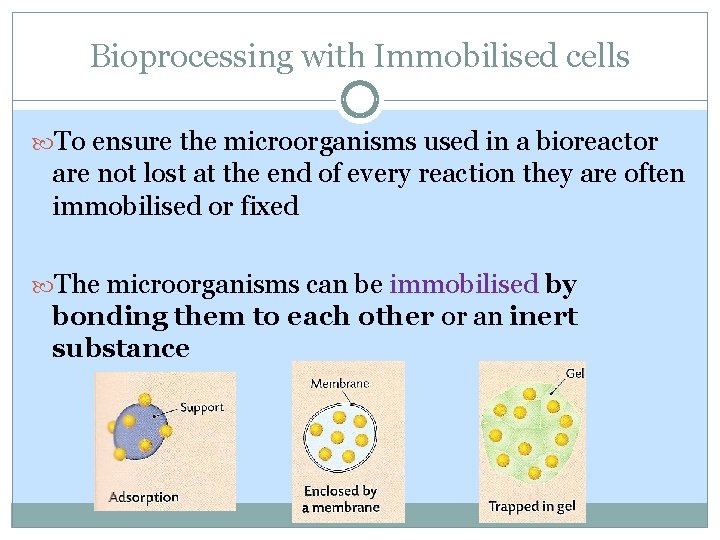Bioprocessing with Immobilised cells To ensure the microorganisms used in a bioreactor are not Bioprocessing with Immobilised cells To ensure the microorganisms used in a bioreactor are not