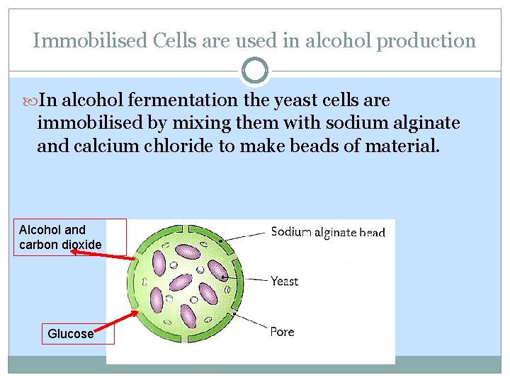 Immobilised Cells are used in alcohol production In alcohol fermentation the yeast cells are Immobilised Cells are used in alcohol production In alcohol fermentation the yeast cells are
