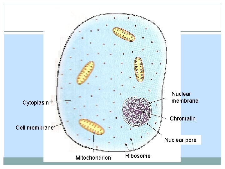 Nuclear membrane Cytoplasm Chromatin Cell membrane Nuclear pore Mitochondrion Ribosome Nuclear membrane Cytoplasm Chromatin Cell membrane Nuclear pore Mitochondrion Ribosome