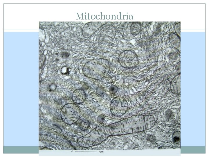 Mitochondria Mitochondria