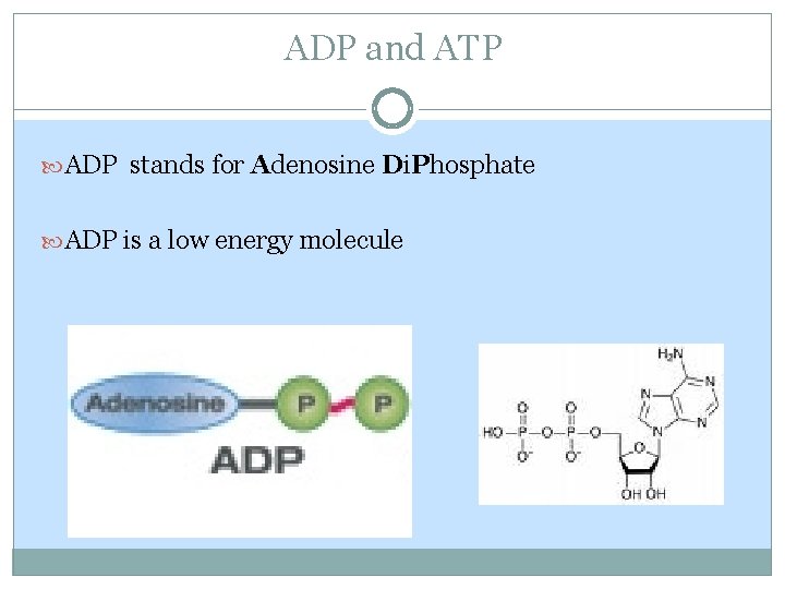 ADP and ATP ADP stands for Adenosine Di. Phosphate ADP is a low energy ADP and ATP ADP stands for Adenosine Di. Phosphate ADP is a low energy