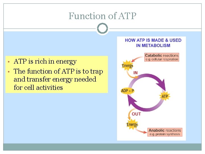 Function of ATP • ATP is rich in energy • The function of ATP Function of ATP • ATP is rich in energy • The function of ATP