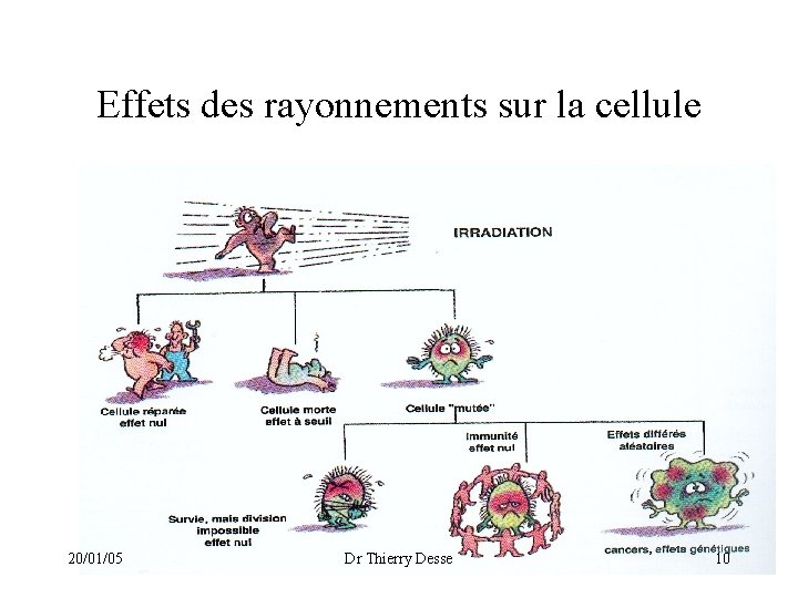 Effets des rayonnements sur la cellule 20/01/05 Dr Thierry Desse 10 