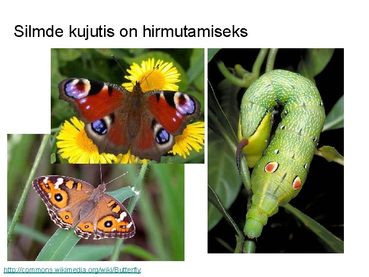 Silmde kujutis on hirmutamiseks http: //commons. wikimedia. org/wiki/Butterfly 