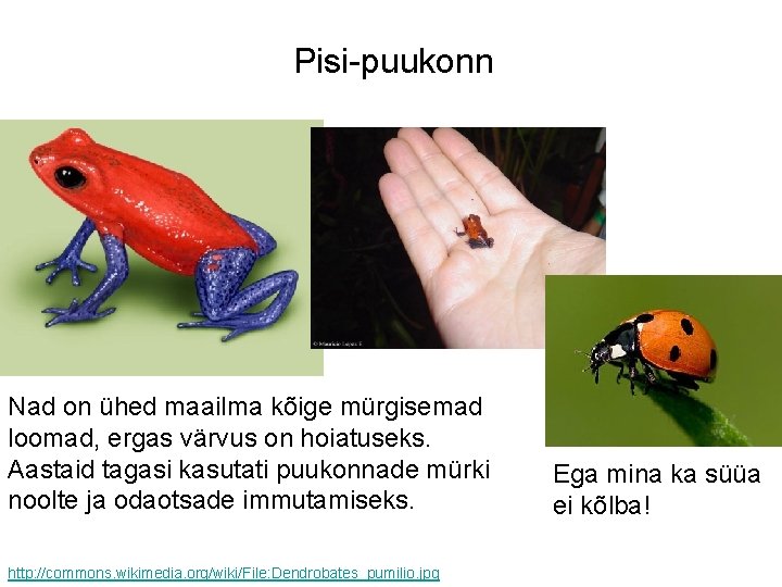 Pisi-puukonn Nad on ühed maailma kõige mürgisemad loomad, ergas värvus on hoiatuseks. Aastaid tagasi