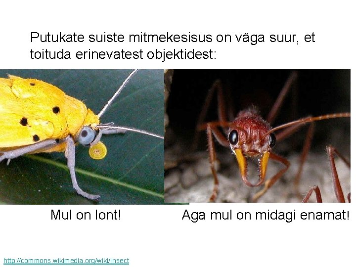 Putukate suiste mitmekesisus on väga suur, et toituda erinevatest objektidest: Mul on lont! http: