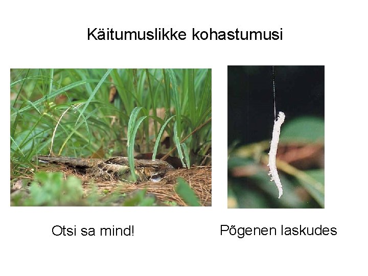 Käitumuslikke kohastumusi Otsi sa mind! Põgenen laskudes 