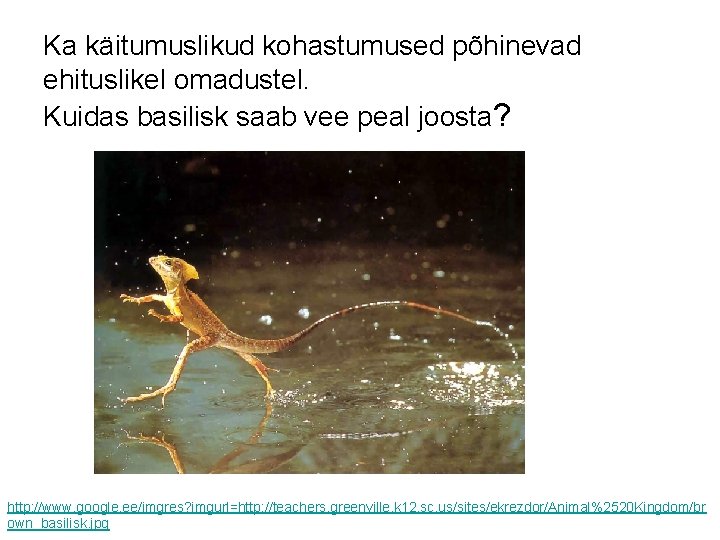 Ka käitumuslikud kohastumused põhinevad ehituslikel omadustel. Kuidas basilisk saab vee peal joosta? http: //www.