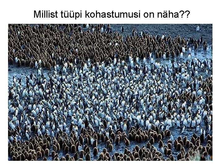 Millist tüüpi kohastumusi on näha? ? 